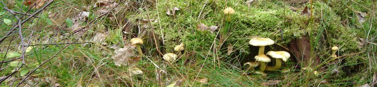 Bornholmske svampe